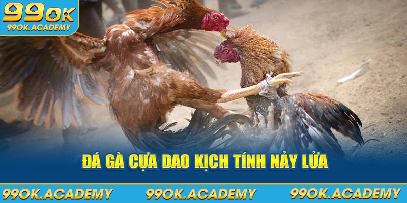 Đá gà cựa dao sự kiện nảy lửa