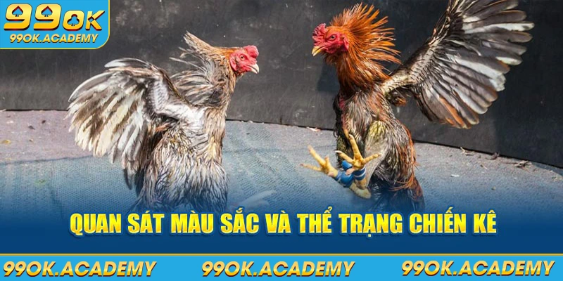 Quan sát màu sắc và thể trạng chiến kê